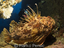 Red Scorpionfish on the wreck of the Vassilios 48m. Komiz... by Marko Perisic 